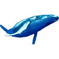 bluewhale